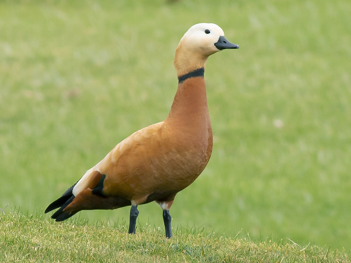 ruddy shelduck	